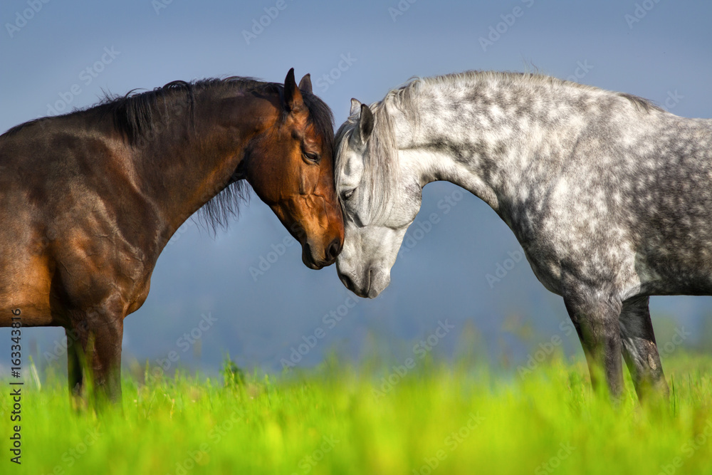 Obraz premium Para portret konia w zielone pastwiska wiosny. Komunikacja z końmi
