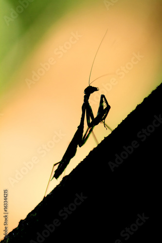Silhoutte of a small praying Mantis in the rainforest jungle of the Masoala National Park in Madagascar