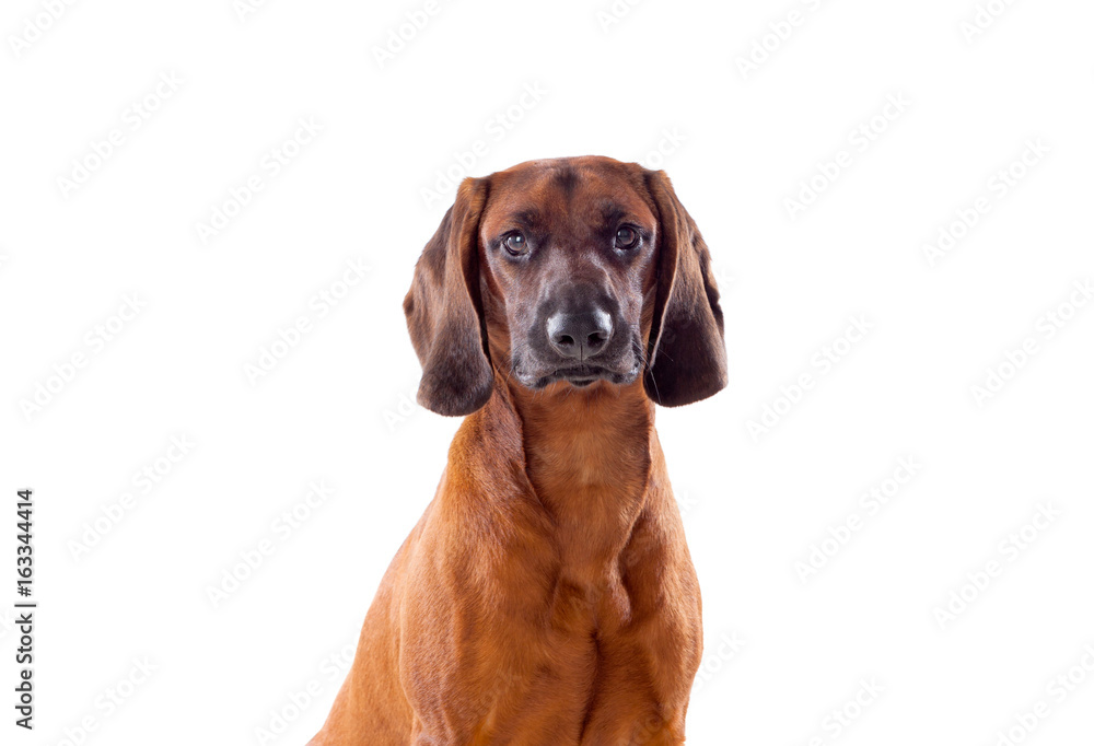 Brown hound of Bavarian