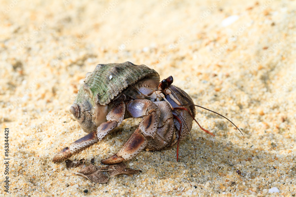 Hermit crab on the beach of Masoala, Madagascar