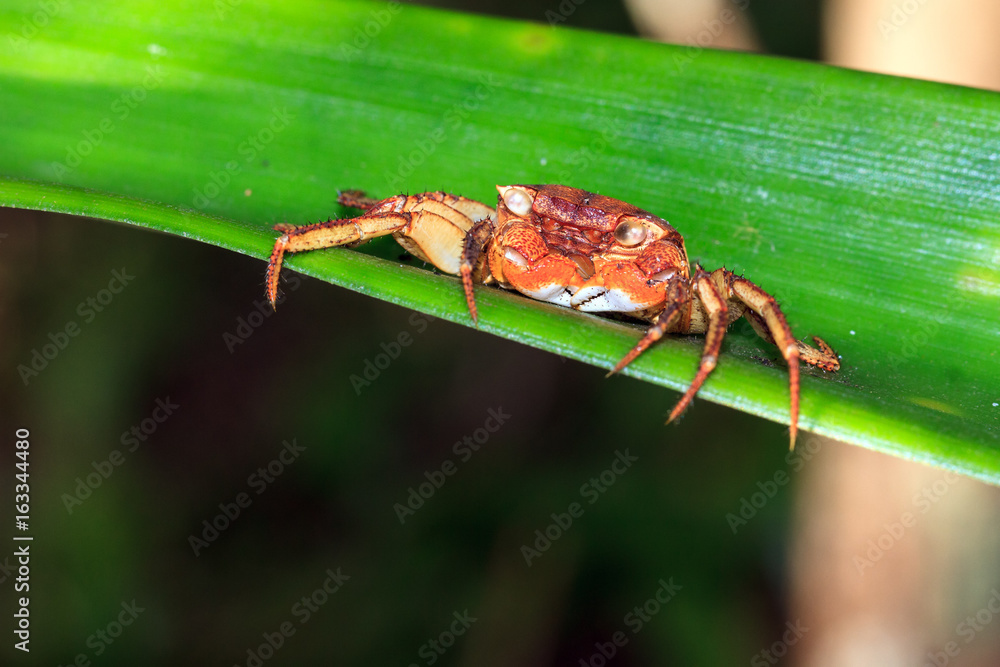 Naklejka premium Forest Crab or Tree climbing Crab (Malagasya antongilensis) in Masoala National Park, Madagascar
