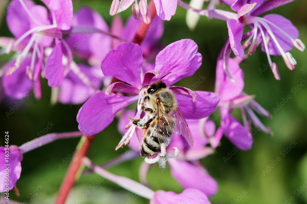 plant willow herb Chamerion angustifolium are blooming And the bee pollinates the flower. plant willow herb Chamerion angustifolium are blooming And the bee pollinates the flower.