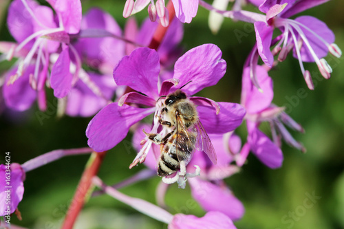 plant willow herb Chamerion angustifolium are blooming And the bee pollinates the flower.