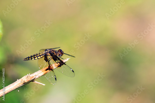 Pres. Widow Dragonfly (Palpopleura portia) in the forest of Masoala, Madagascar