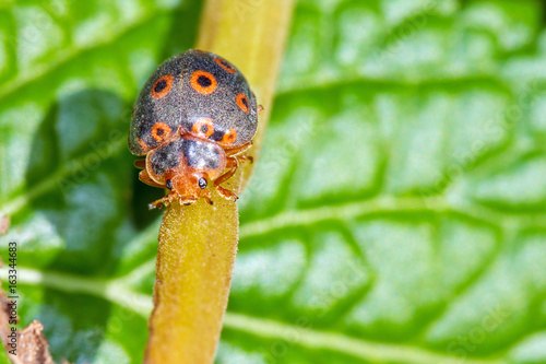 Very interesting hairy black and orange ring-spotted ladybug in Masoala national park, Madagascar photo