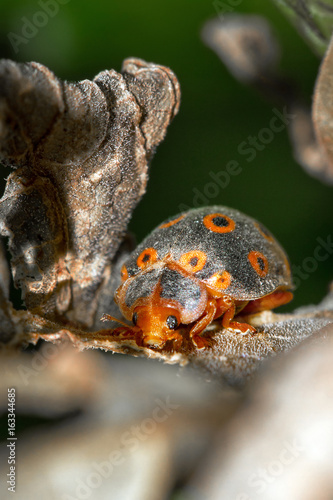 Very interesting hairy black and orange ring-spotted ladybug in Masoala national park, Madagascar photo