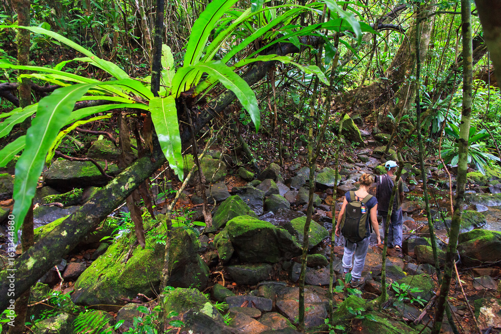 Beautiful young woman exploring the jungle of Masoala national park in ...