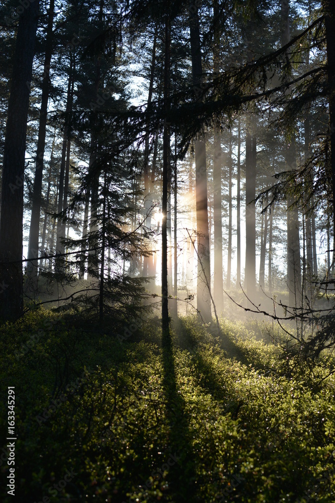 Obraz premium Sunrise glory