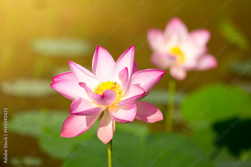 Beautiful lotus flower in blooming Beautiful lotus flower in blooming
