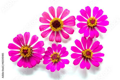 Flowers group on white background, Pink and yellow flowers on backdrop