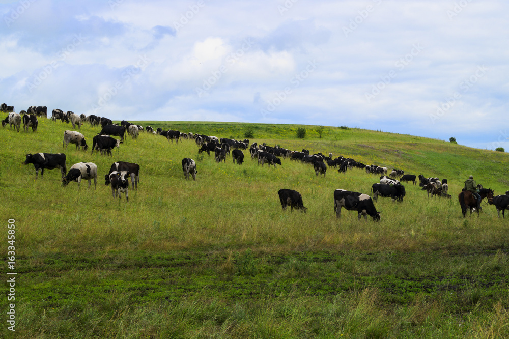 Cow herd grazing in the meadow in the village. Cow herd grazing in the meadow in the village.