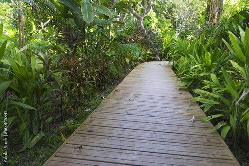 Wooden pathway through tropical green plants