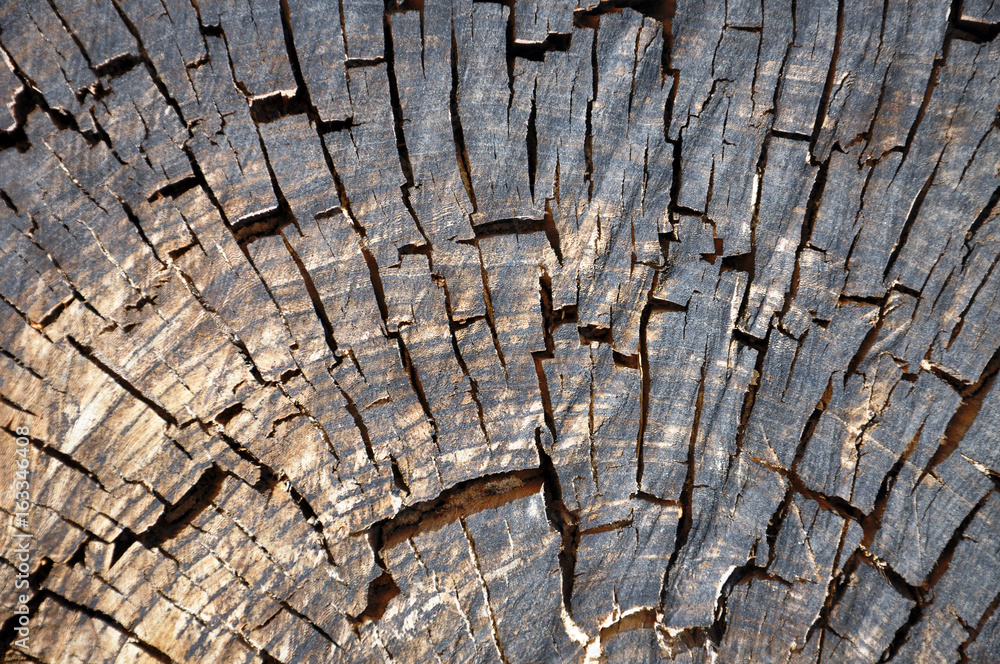 abstract background with cut of a tree for your design abstract background with cut of a tree for your design