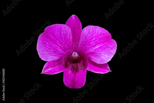 orchids flower isolated on black background  die cut with path.