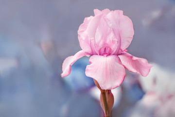 Papier peint photo Iris Iris rose tendre fond bleu  © Ann Stryzhekin