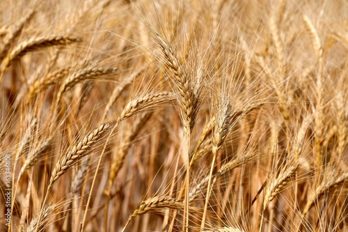 Beautiful wheat field in Tuscany near Siena. Italy.
