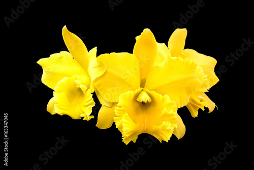 Flower of yellow orchid isolated on back background, with clipping path.