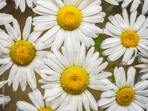 Field of daisies floating in the water. Chamomile  top view with small depth of field. Flowers with white petals and yellow pistils photographed closeup with soft focus on nature blurred background