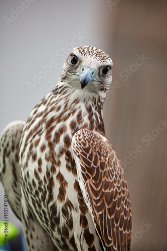 falcon saker detail
