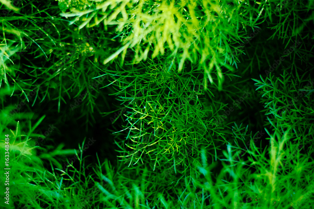 Texture, abstract background of green plant