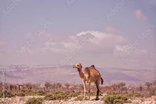 A camel against the backdrop of mountains in a viper. Sultry sunny day. Yemen.  