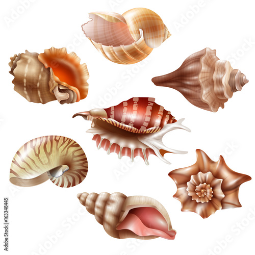 Realistic Seashell Set