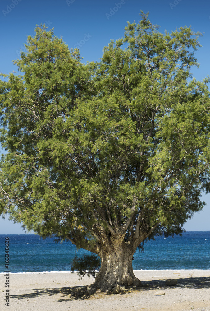 solitary beach with tamarisk tree