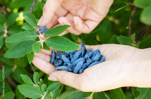 Berry in hand. Harvesting of honeysuckle berry in the garden. photo