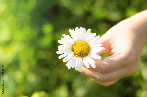 Camomile (daisy) flower in female hand.