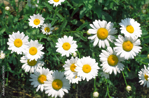 Camomile (daisy) flowers in the garden, top view. © Dmitriy