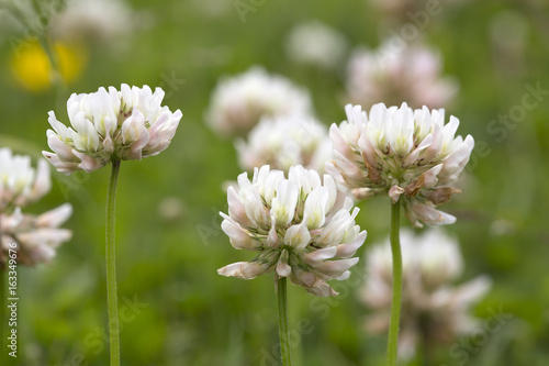 White clover (Trifolium repens); flowers