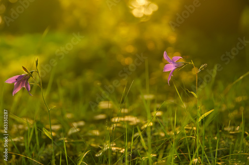 Gentle flowers bells on a forest glade early in the morning. 