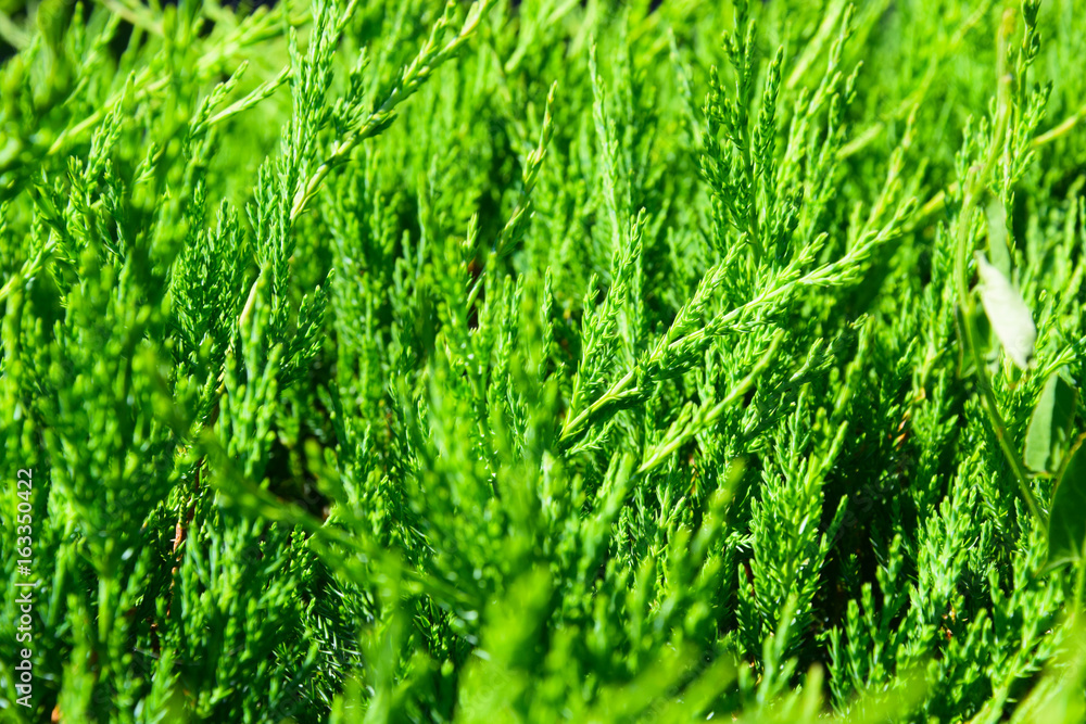 Grass and forest Grass and forest