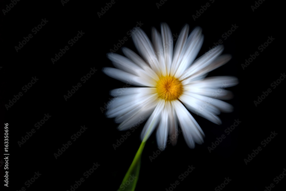 daisy white black background zoom