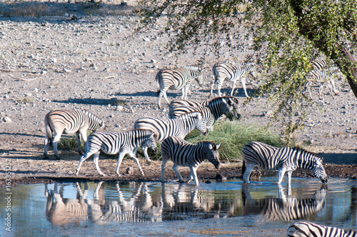 Zebras and antelopes at the watering hole