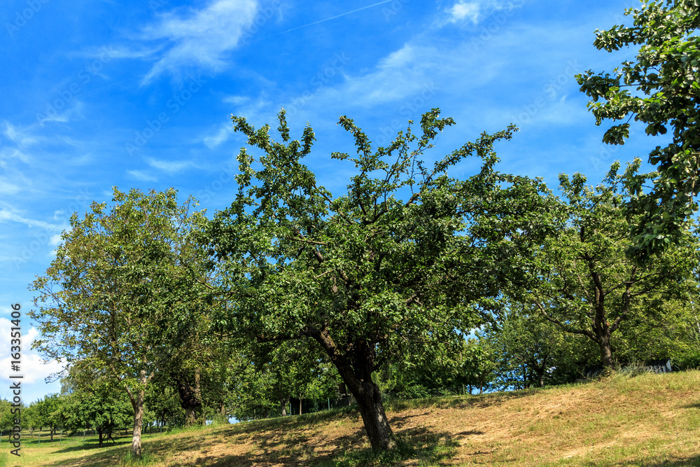 Rural Hessian landscape with apple trees in summer time, Germany Rural Hessian landscape with apple trees in summer time, Germany