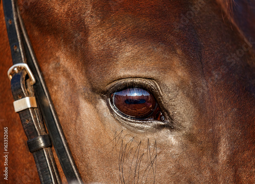 Eye of red horse closeup in which the reflection of the sky © olmax1975