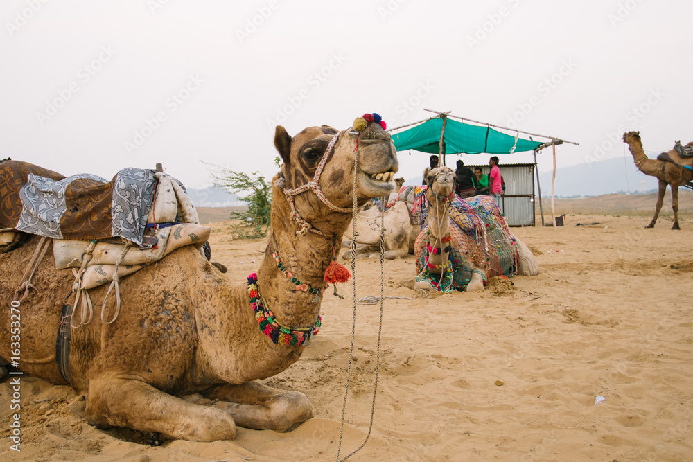 Fototapeta premium Kamel in Indien
