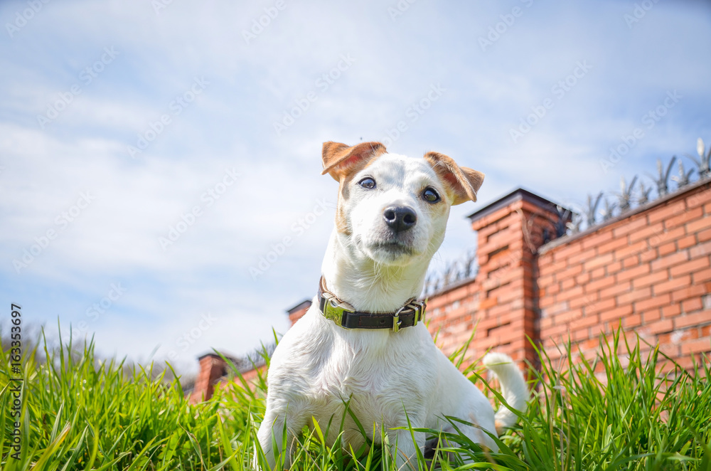 собака сидит в траве на фоне неба