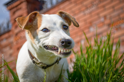 белая собака показывает зубы