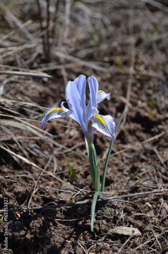 Fototapeta Naklejka Na Ścianę i Meble -  Голубой ирис Колпаковского Iris kolpakowskiana в горах Тянь-Шаня, Киргизия, Центральная Азия