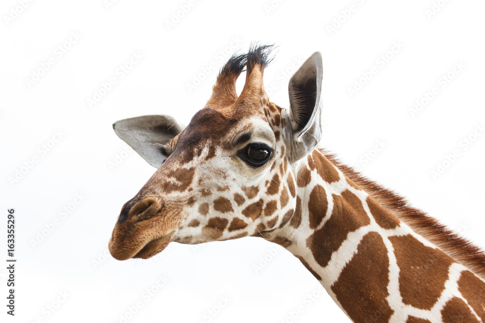 Obraz premium Philippines Calauit Island Whild park, giraffe