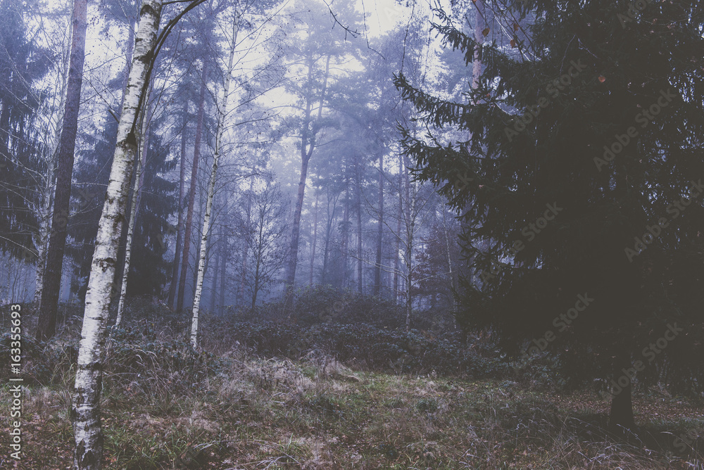 Obraz premium Dark Forrest.