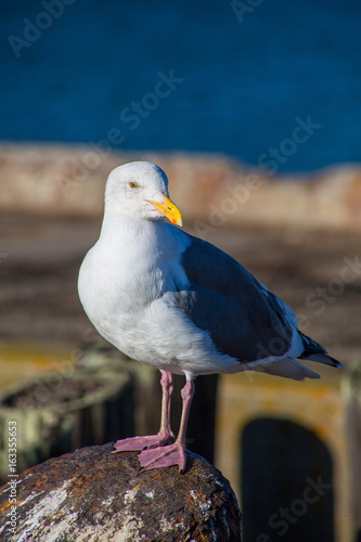 Photography A gull in the sun