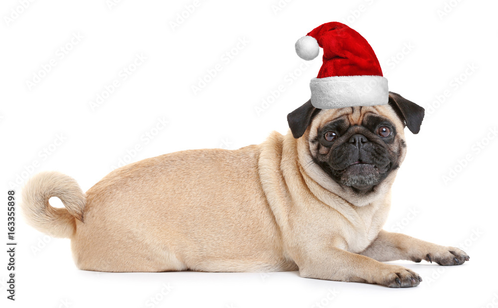Pug dog on a white background Pug dog on a white background