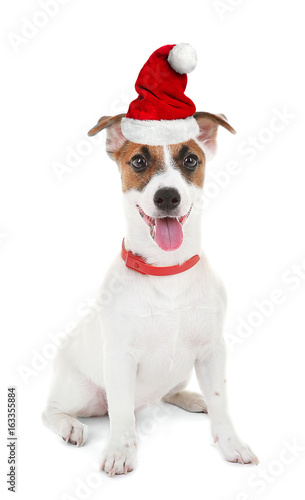 Jack Russell Terrier, isolated on white © Africa Studio