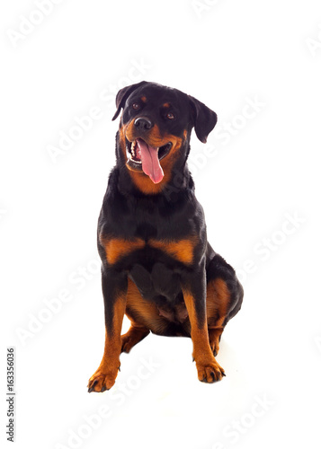 Adult Rottweiler dog