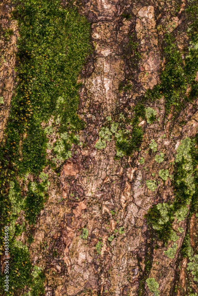 ruby wrinkled bark ruby wrinkled bark