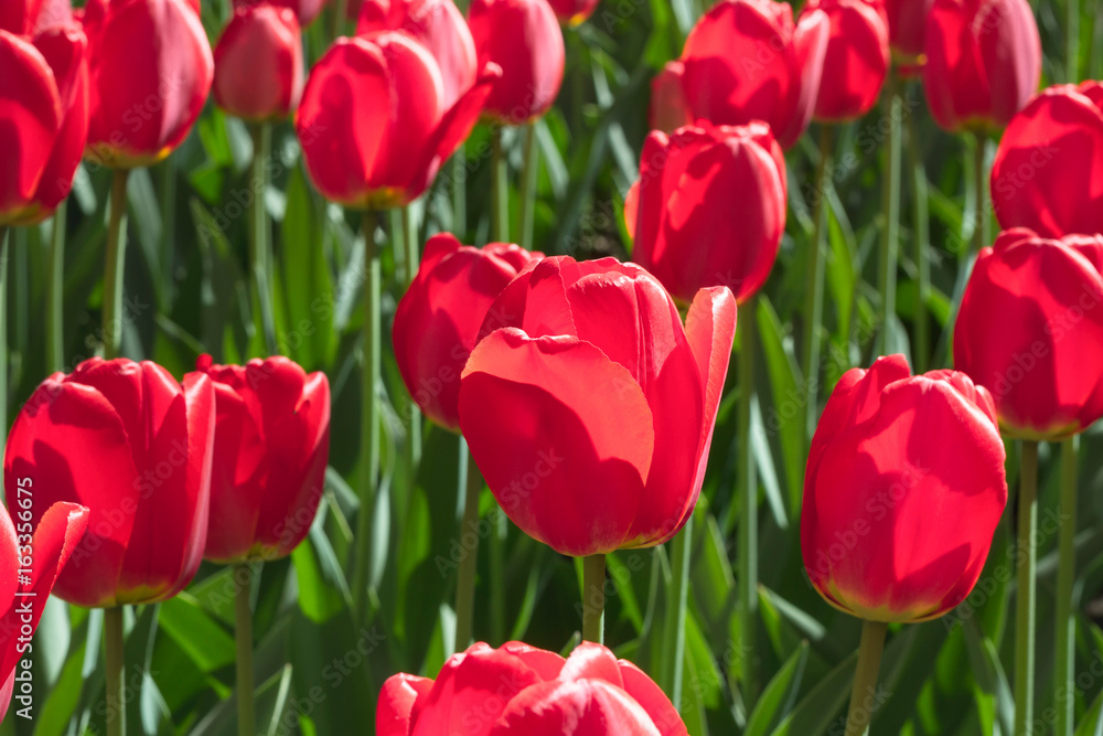 Group and close up of red single beautiful tulips growing in the garden