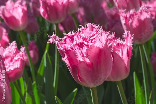 Fototapeta Naklejka Na Ścianę i Meble -  Group and close up of pink rose fringed beautiful tulips growing in the garden